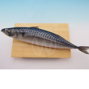 Saba Fish (Mackerel Fish)
