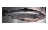 Norwegian Chilled Salmon Whole 4-6kg